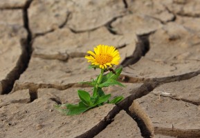 flower-887443_960_720