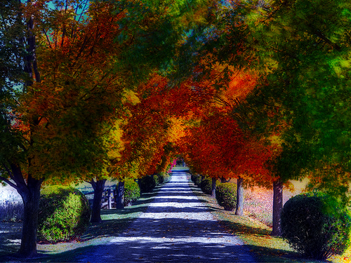Dedication on the Path